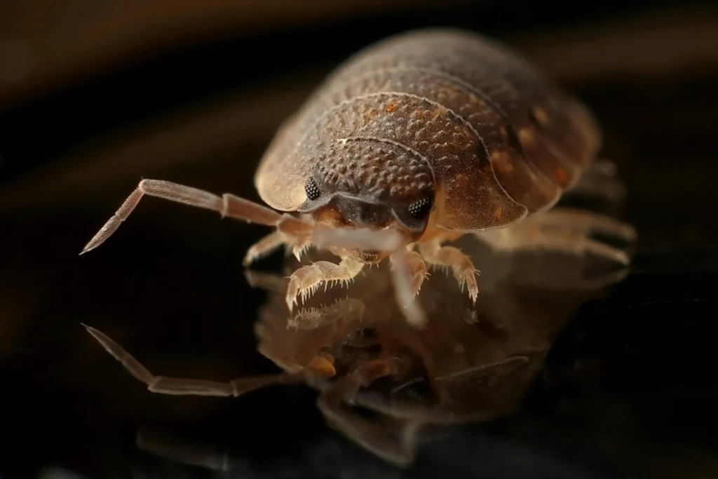 Bed-Bug-Treatment - Woodhaven Best Pest Pros | Woodhaven, NY | 631-515-7555